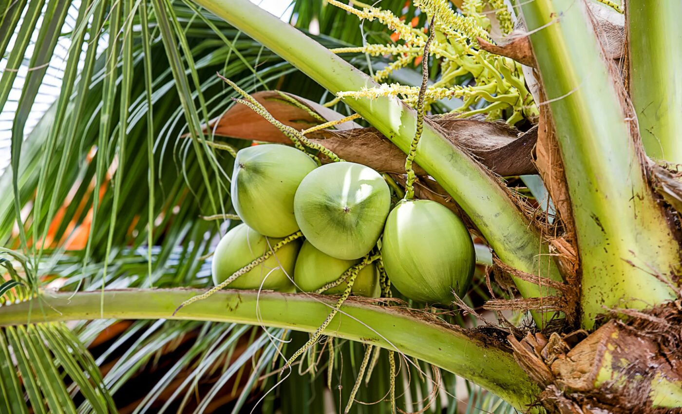 How did the dinosaur extinction influence plant evolution?