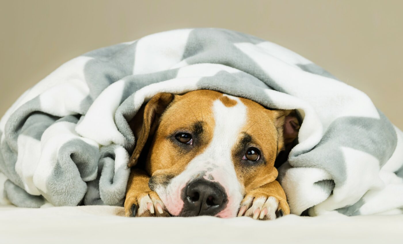 Canine coronavirus behaves differently in humans