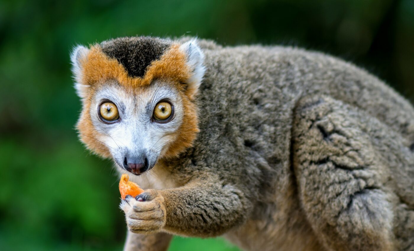 Inequality among animals can shed light on social evolution