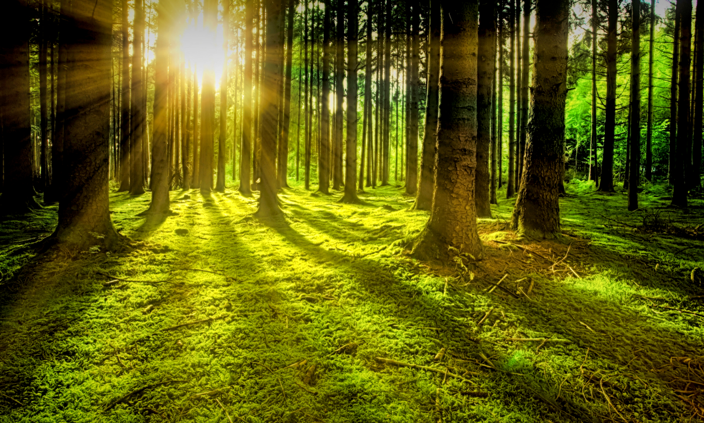 Fungi-based meat alternatives could help save forests