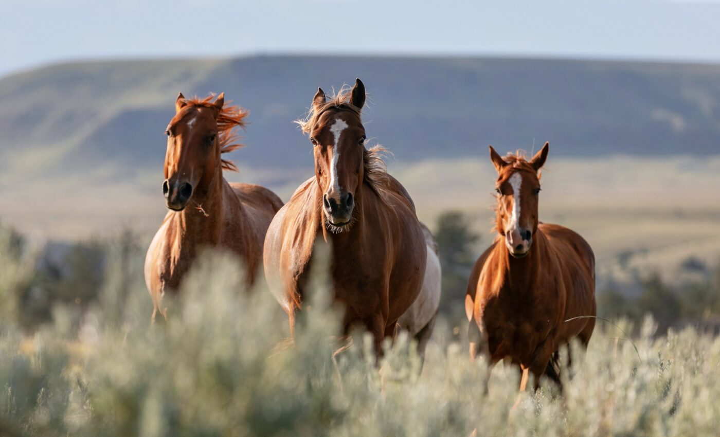 US agency to remove one million acres of wild horse habitat