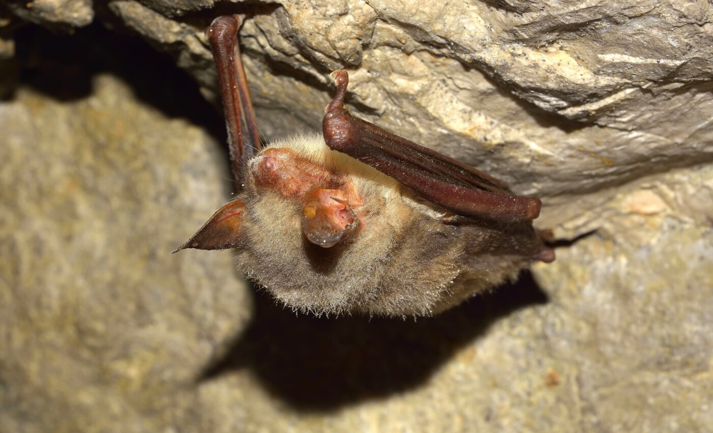 Some bats buzz like hornets to deter predators