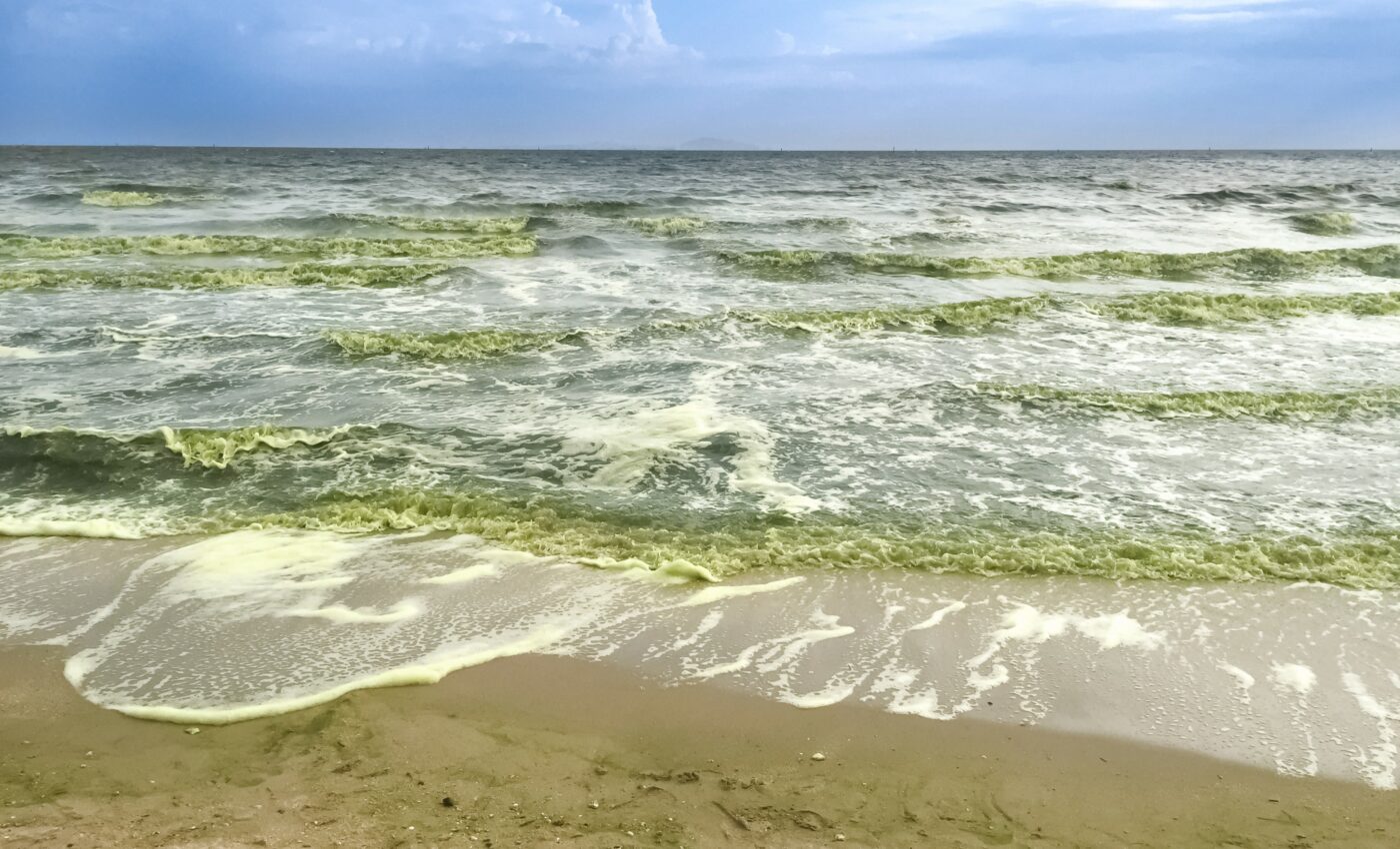 Climate change will affect the timing of plankton blooms