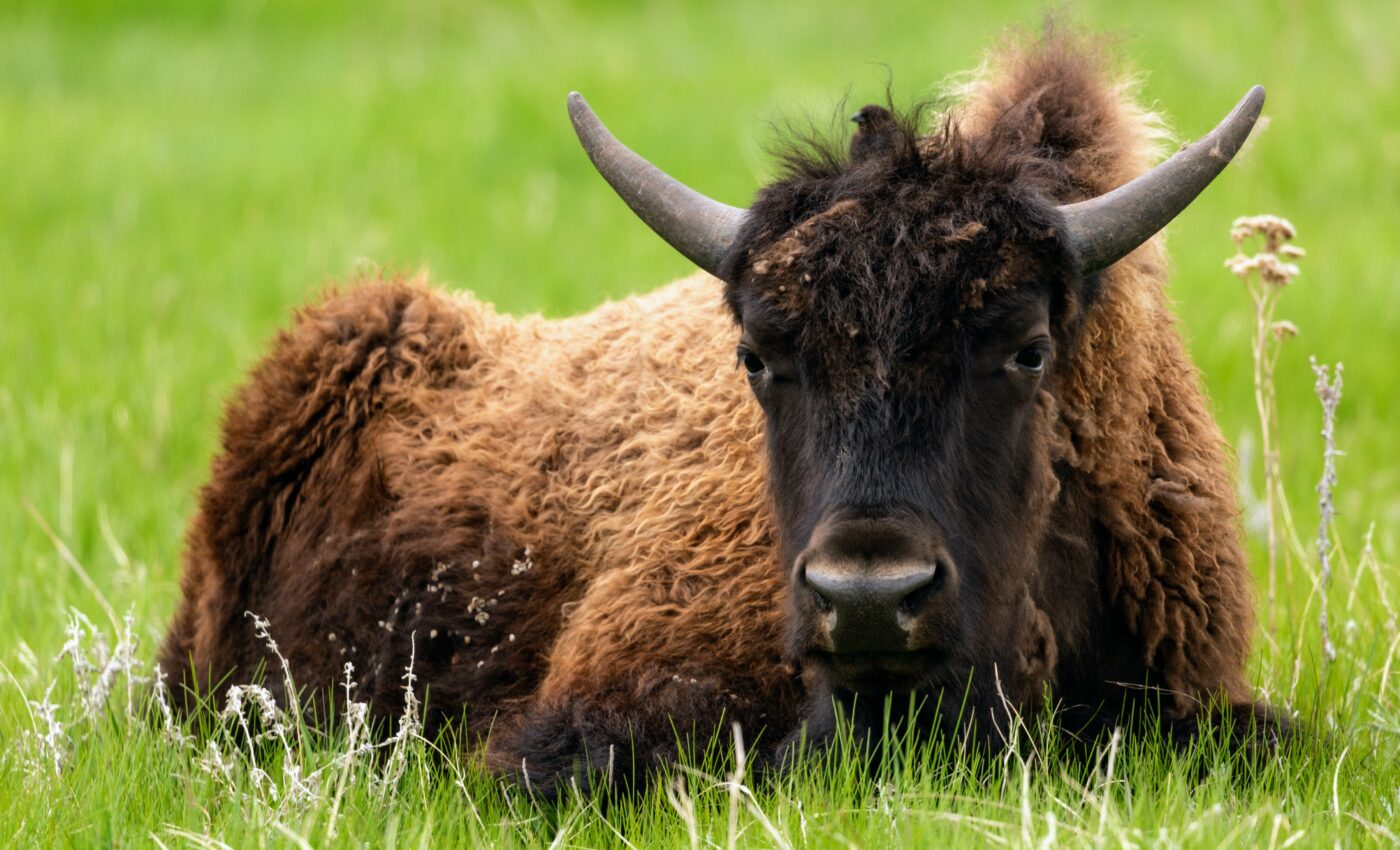 Nonlethal parasite infections can lead to a greener world