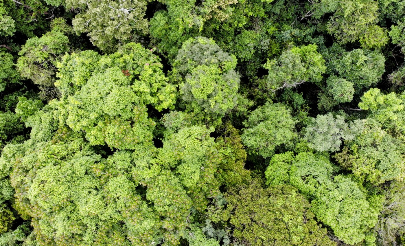 Tetra Pak will help restore Brazil’s endangered Atlantic Forest