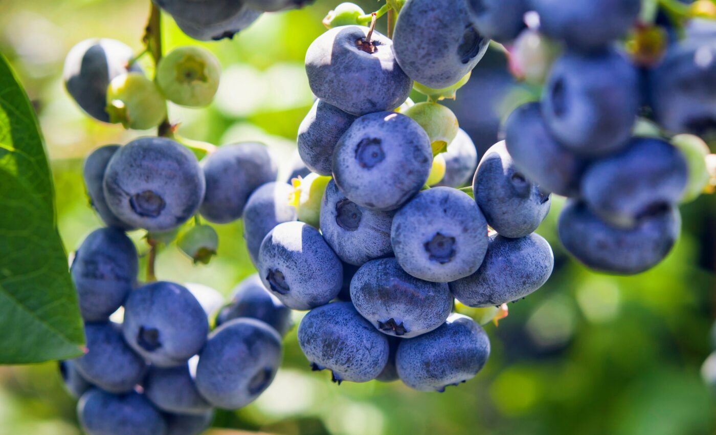 Blueberries may protect our brains against dementia