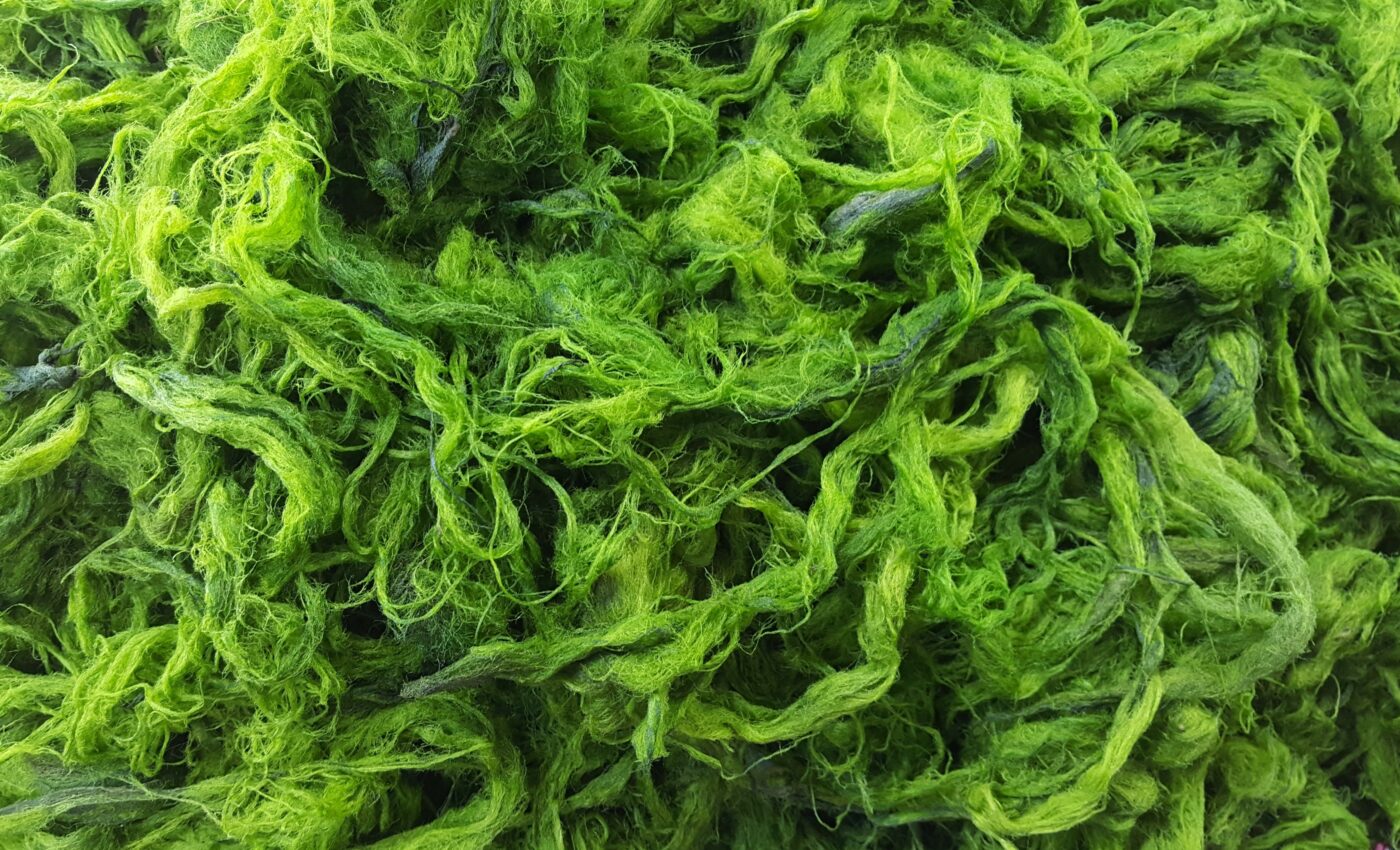 Algae genetics could help engineer more resilient plants