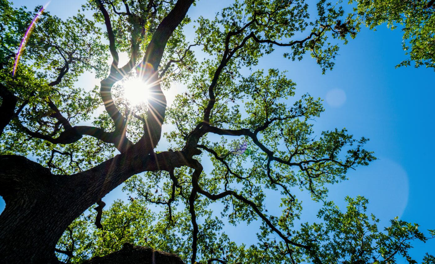 We still have much to learn about tree growth