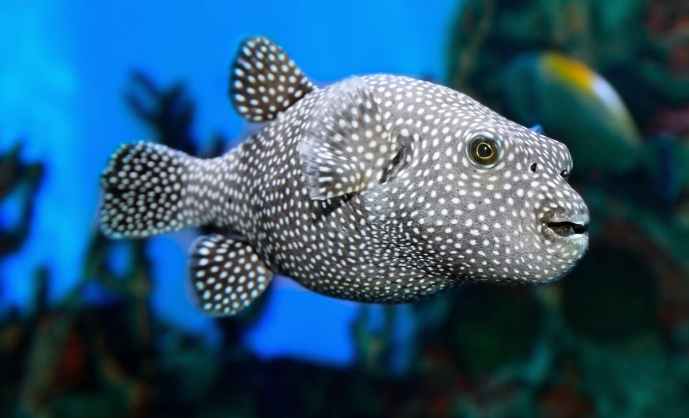 Fish sounds database may help conserve underwater ecosystems