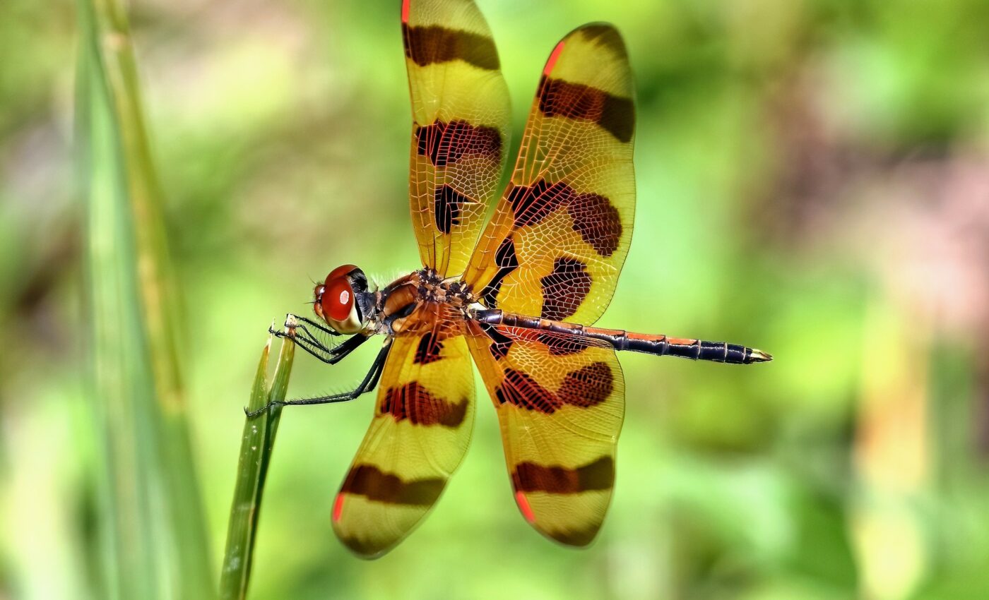 How do dragonflies right themselves in mid-air?
