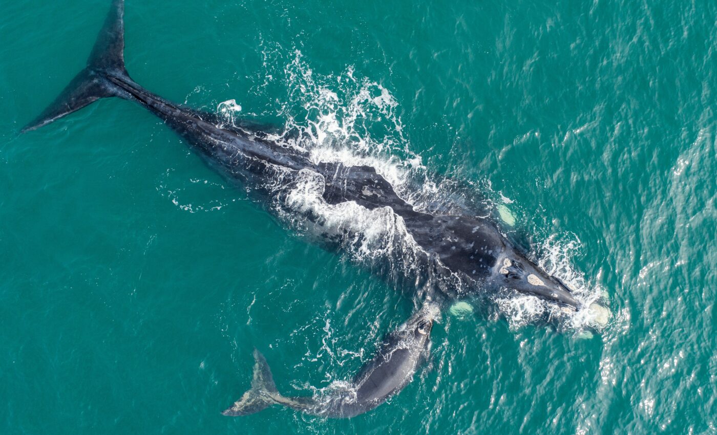 Dwindling right whale population linked to shrinking bodies