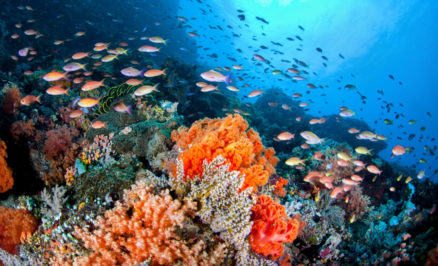 Large-scale ocean sanctuaries needed to protect corals