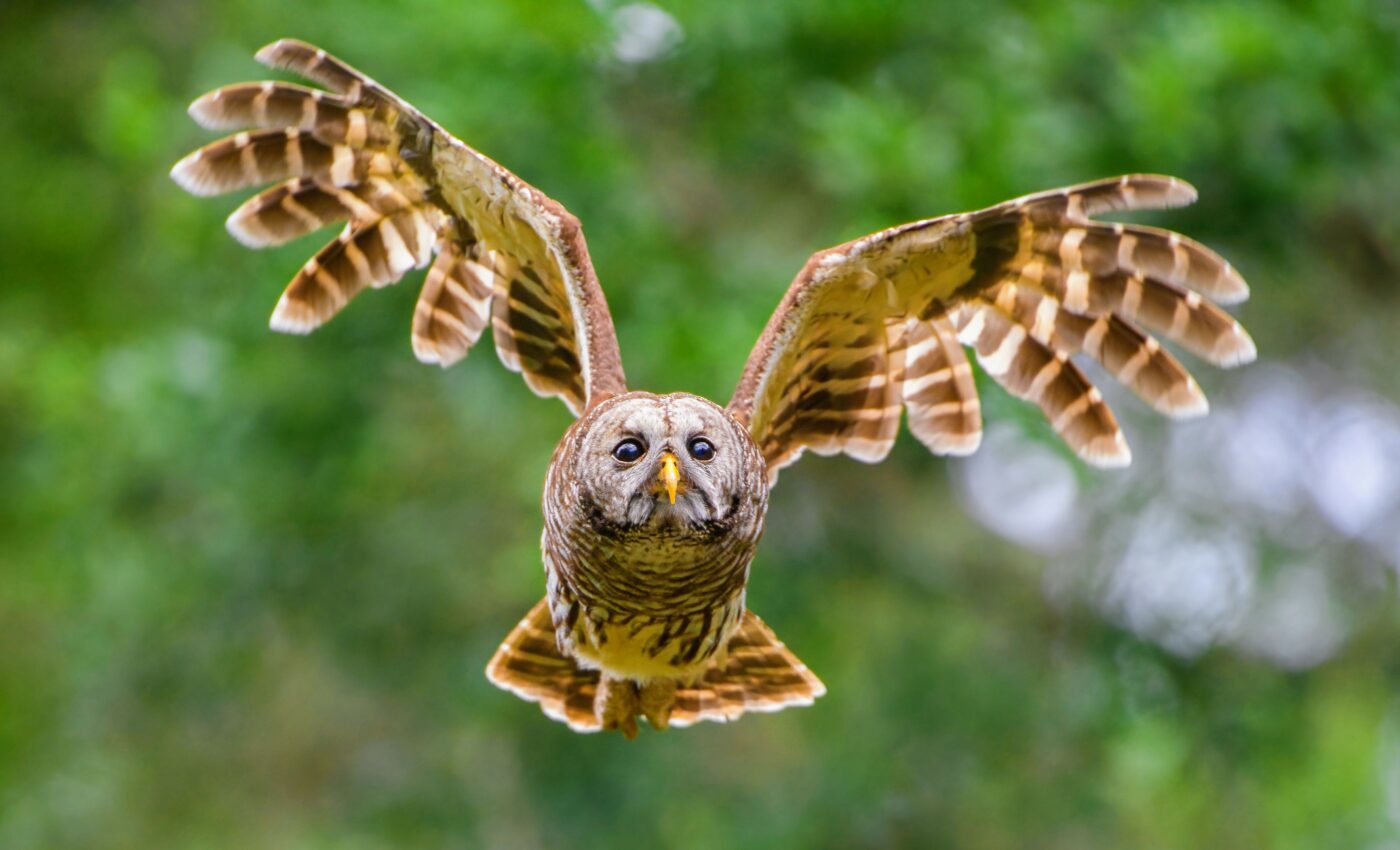 Animals move their eyes and bodies separately to save energy