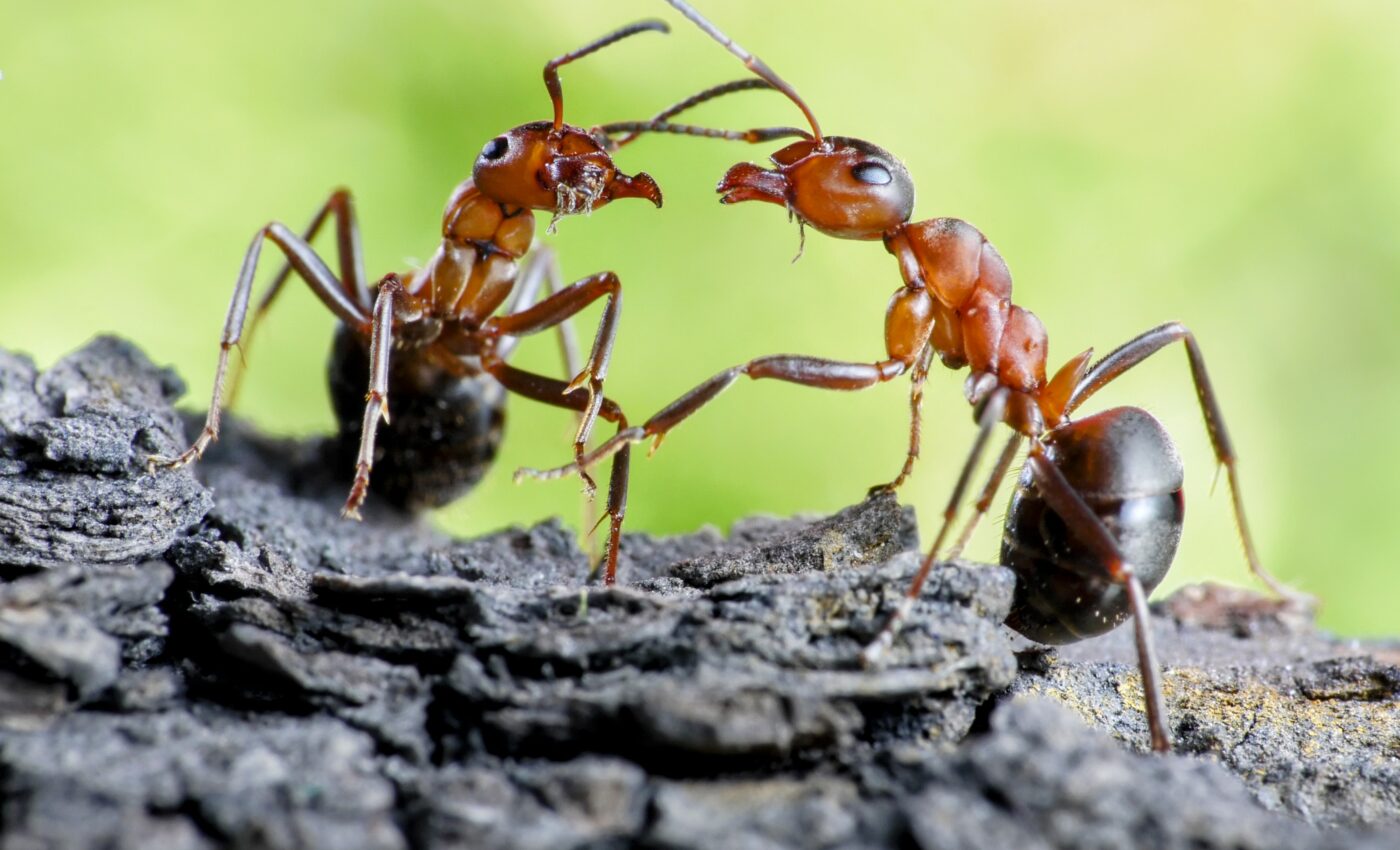 Climate change disrupts communication among animals