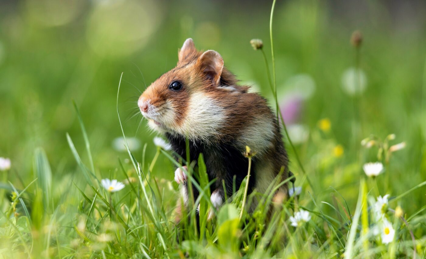 Hamsters reveal new clues about social behavior in mammals