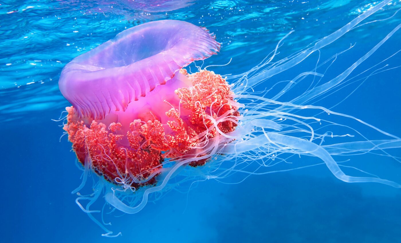 Stinging cells shed light on the early evolution of animals