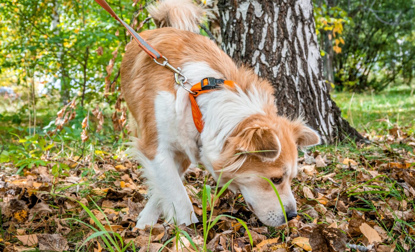 Dogs can accurately detect coronavirus on human skin