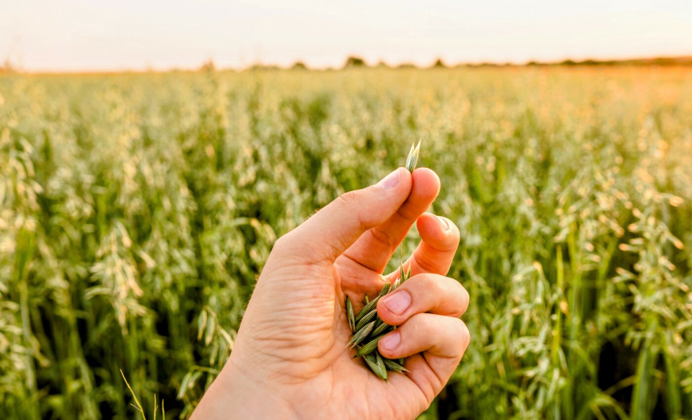Genetic study on oats will help unlock their health benefits