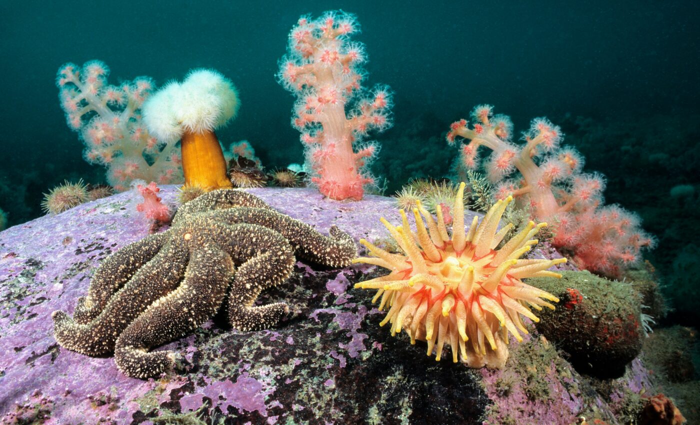 Ancient sediments predict future stressors for cold-water corals