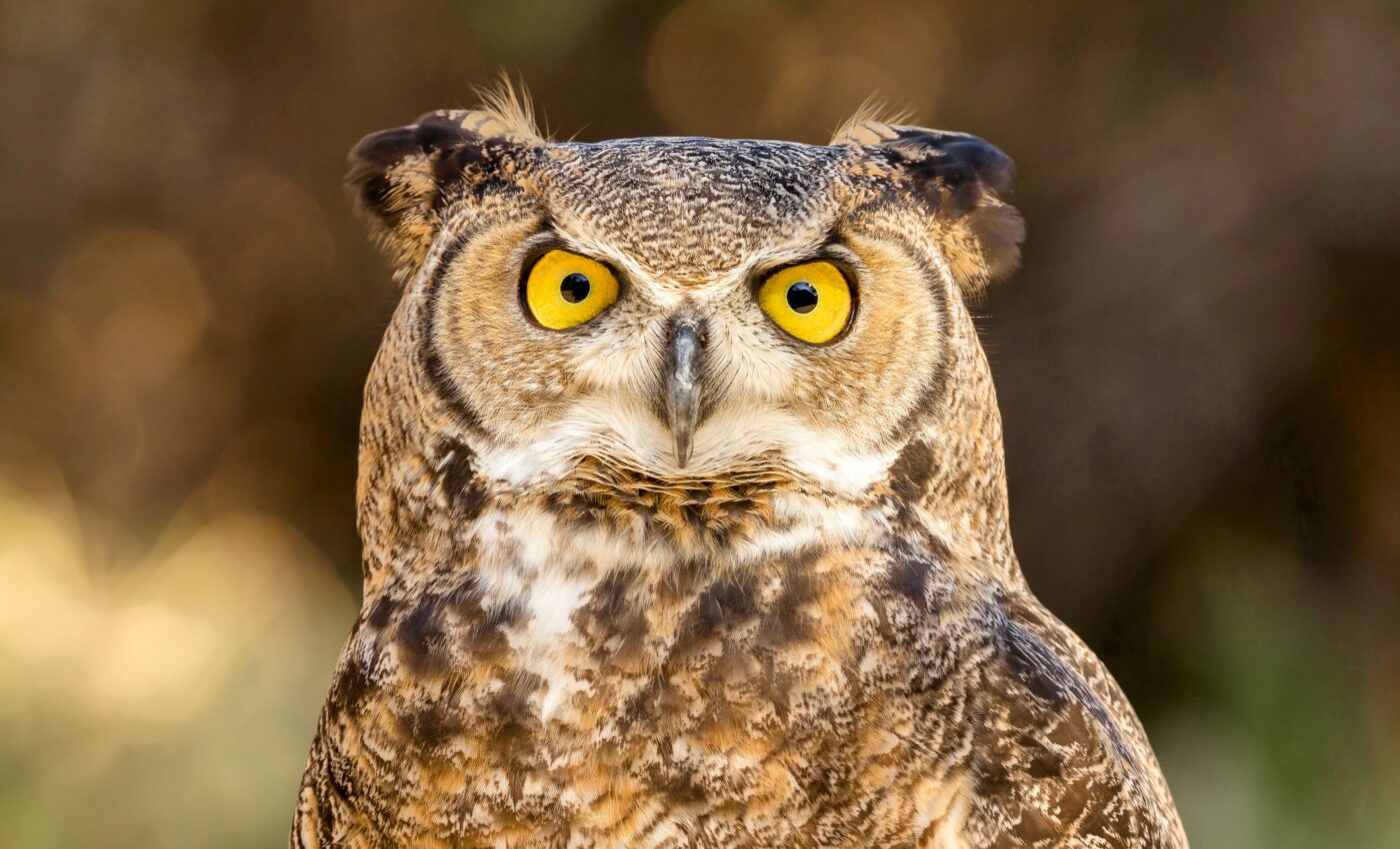 Experts identify the super spreaders of bird flu