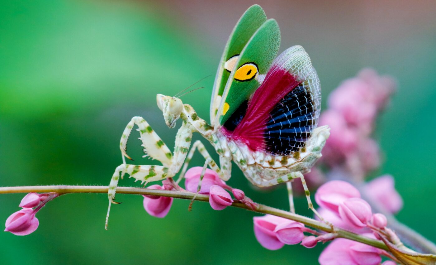 Praying mantises are becoming more popular as pets