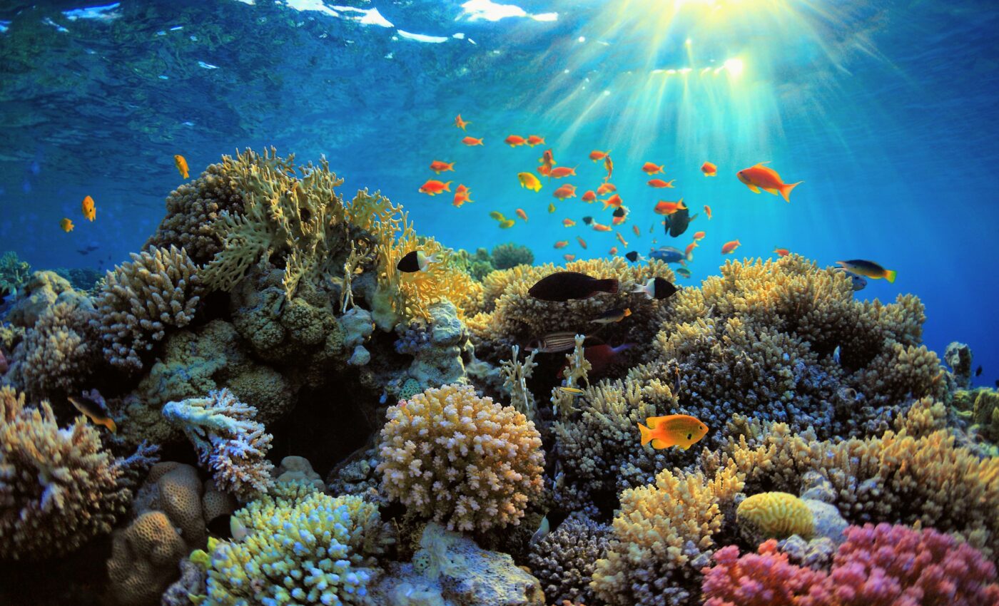 Reducing boat noise boosts reproduction among reef fish