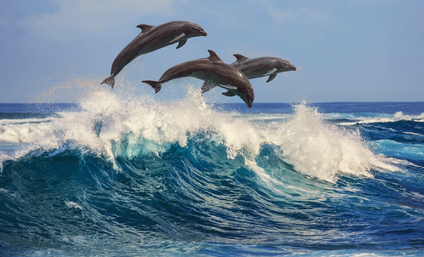 Dolphins recognize their friends by the taste of their urine
