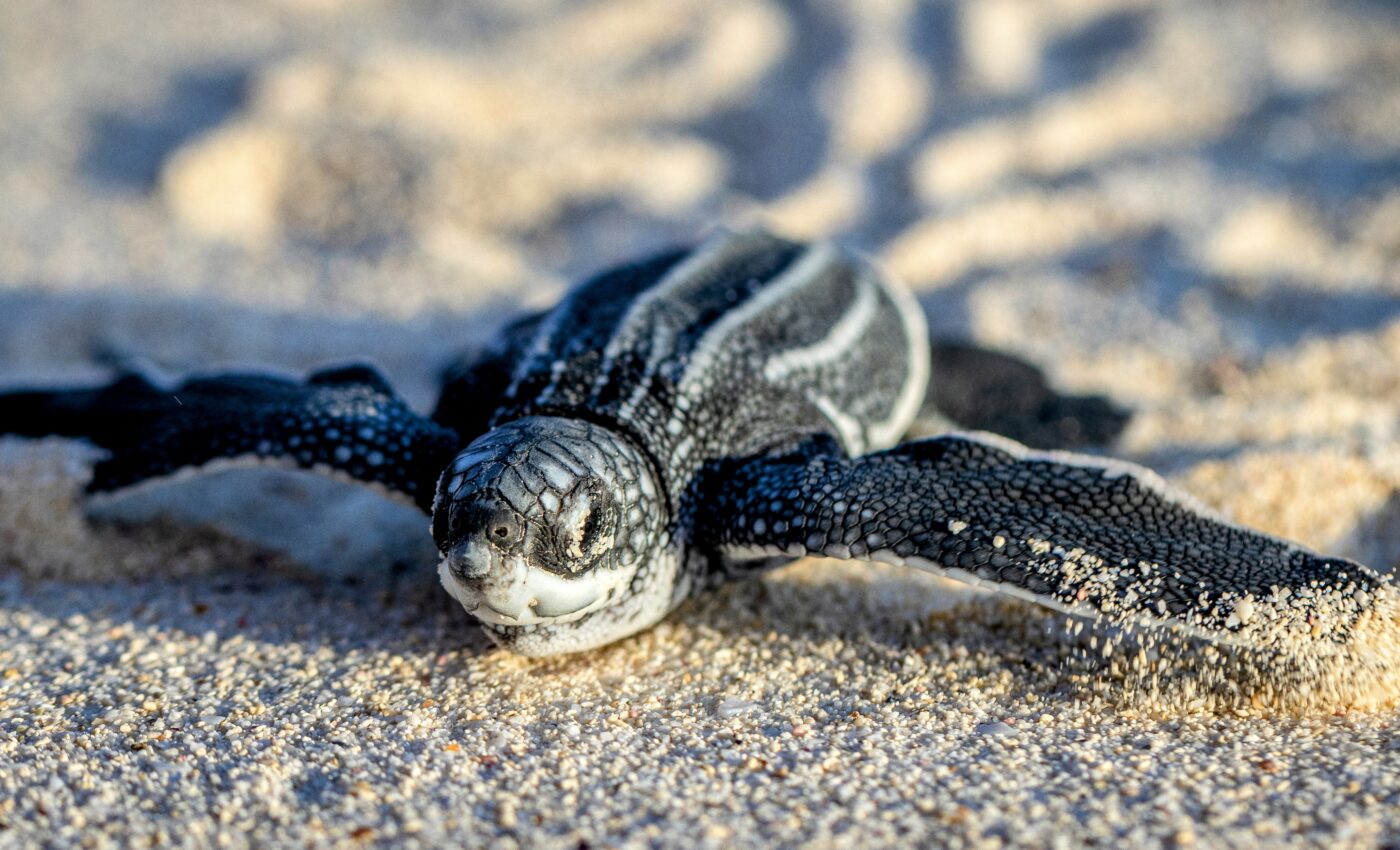 Baby leatherbacks are blind to the ocean