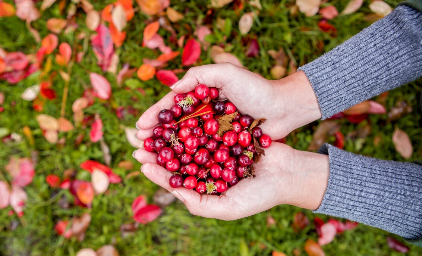 Cranberries help improve memory and brain function in older adults