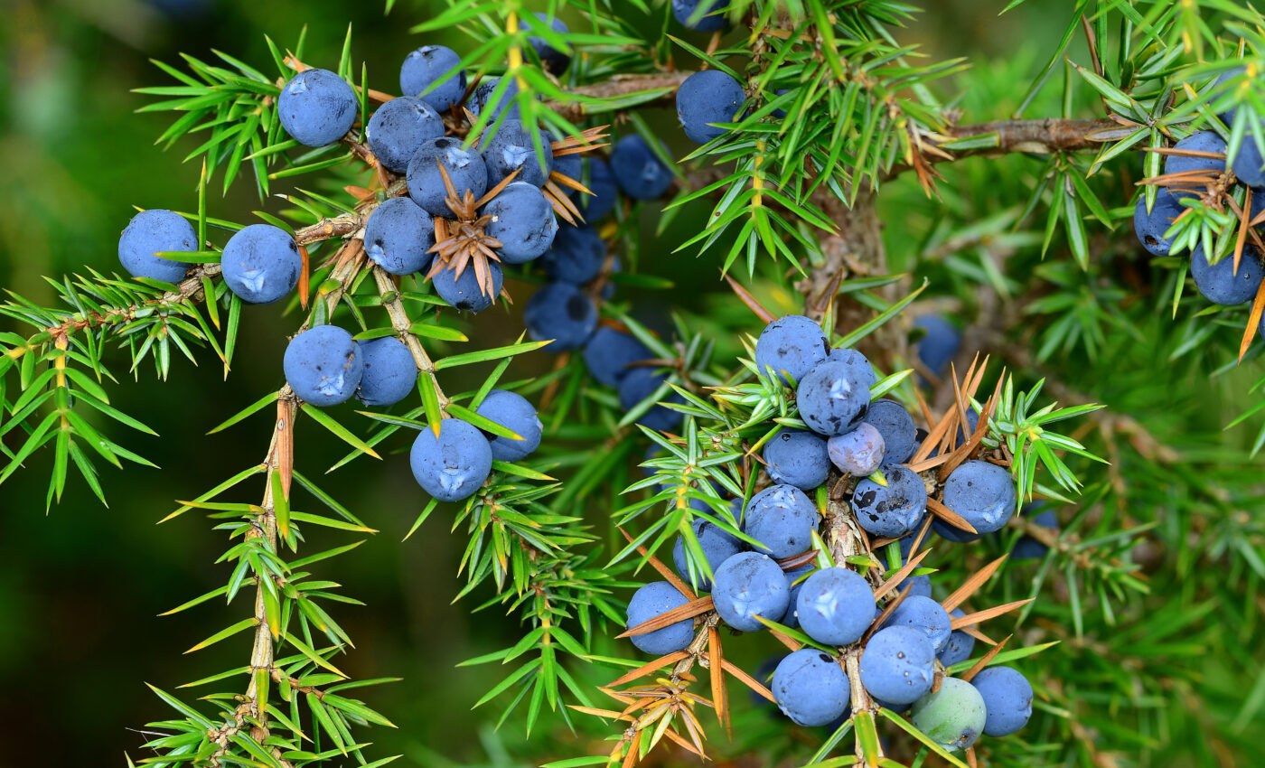 Toxic plants can be easily confused with edible ones