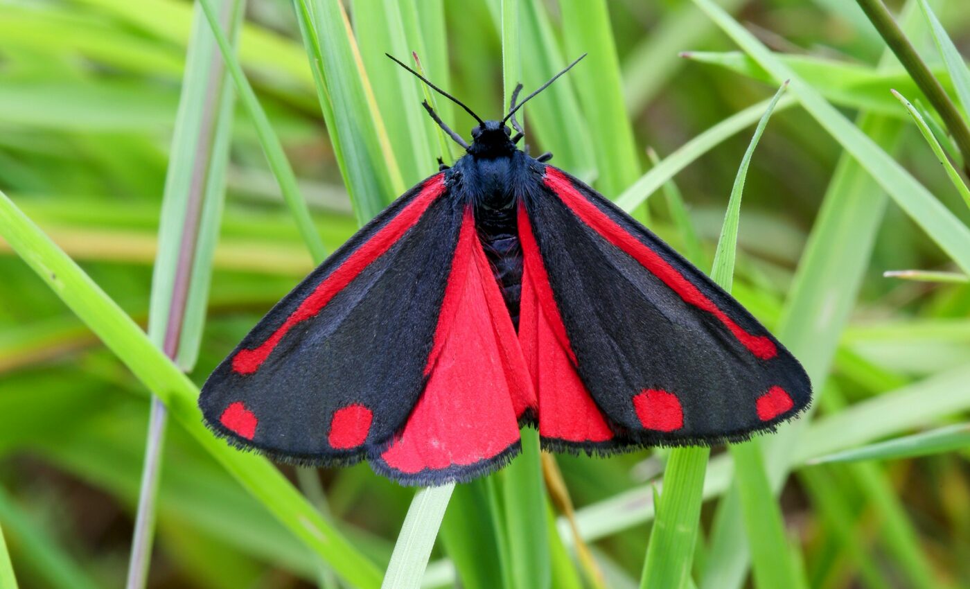 Moths may struggle to move in response to climate change