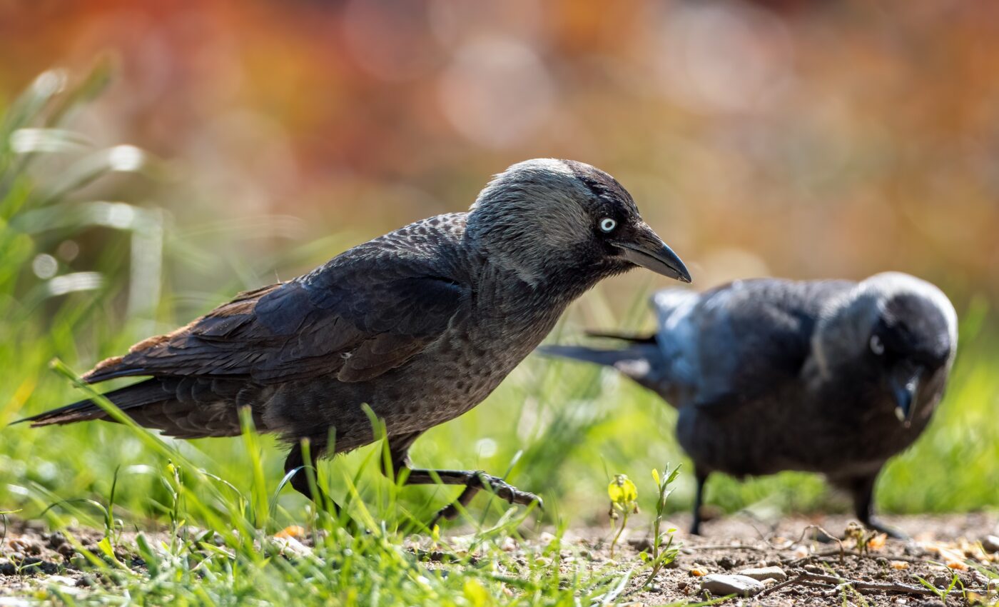 Jackdaws reach a consensus before taking flight