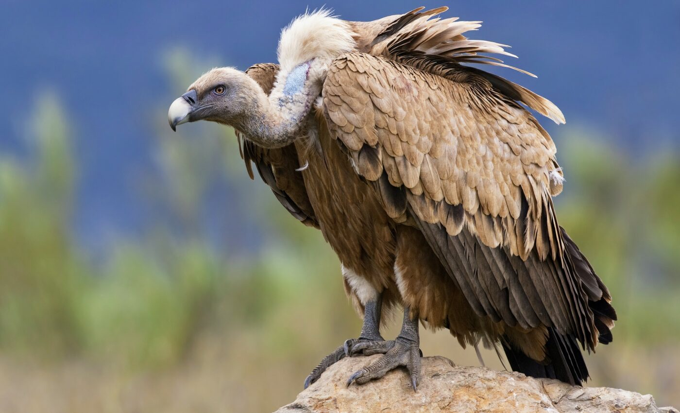 Believe it or not, scavengers are picky eaters