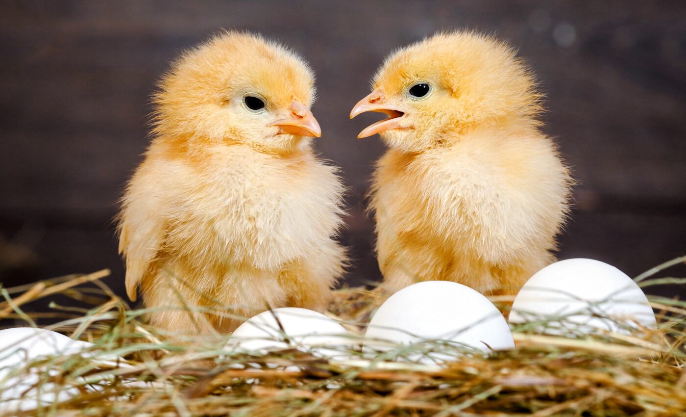 Regulated hypothermia helps chicks overcome infection