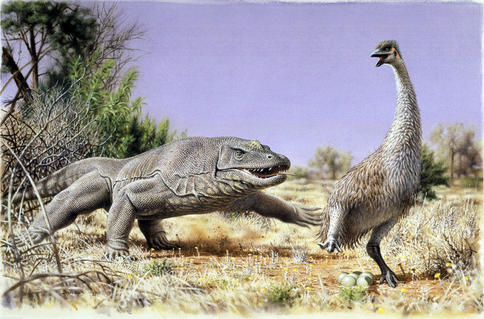 Eggs eaten by early Australians were from huge flightless birds