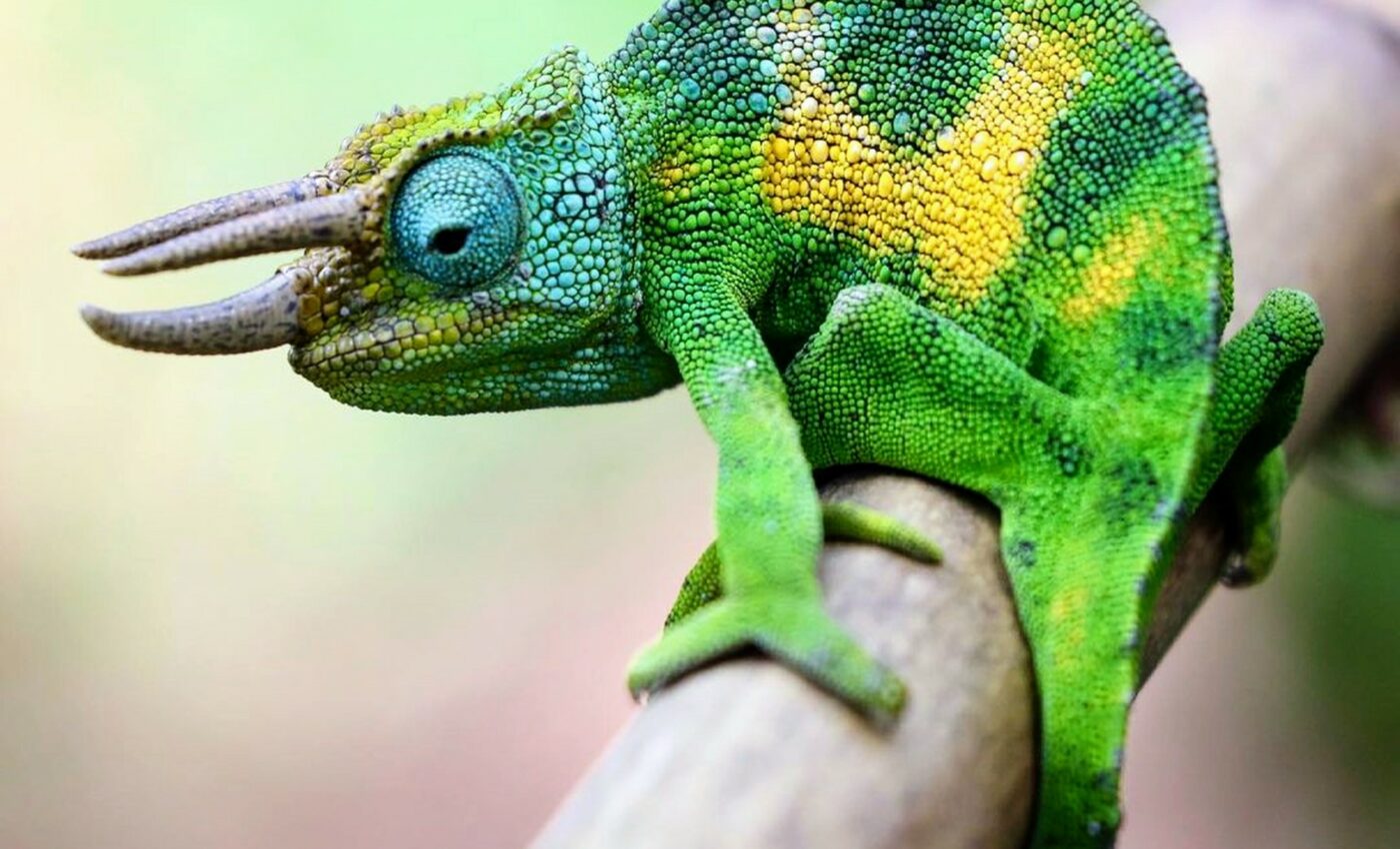Number of endangered reptiles is much greater than estimated