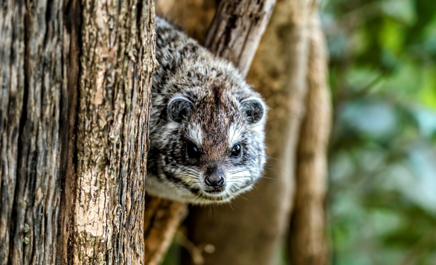 New clues about the secretive lives of tree hyraxes