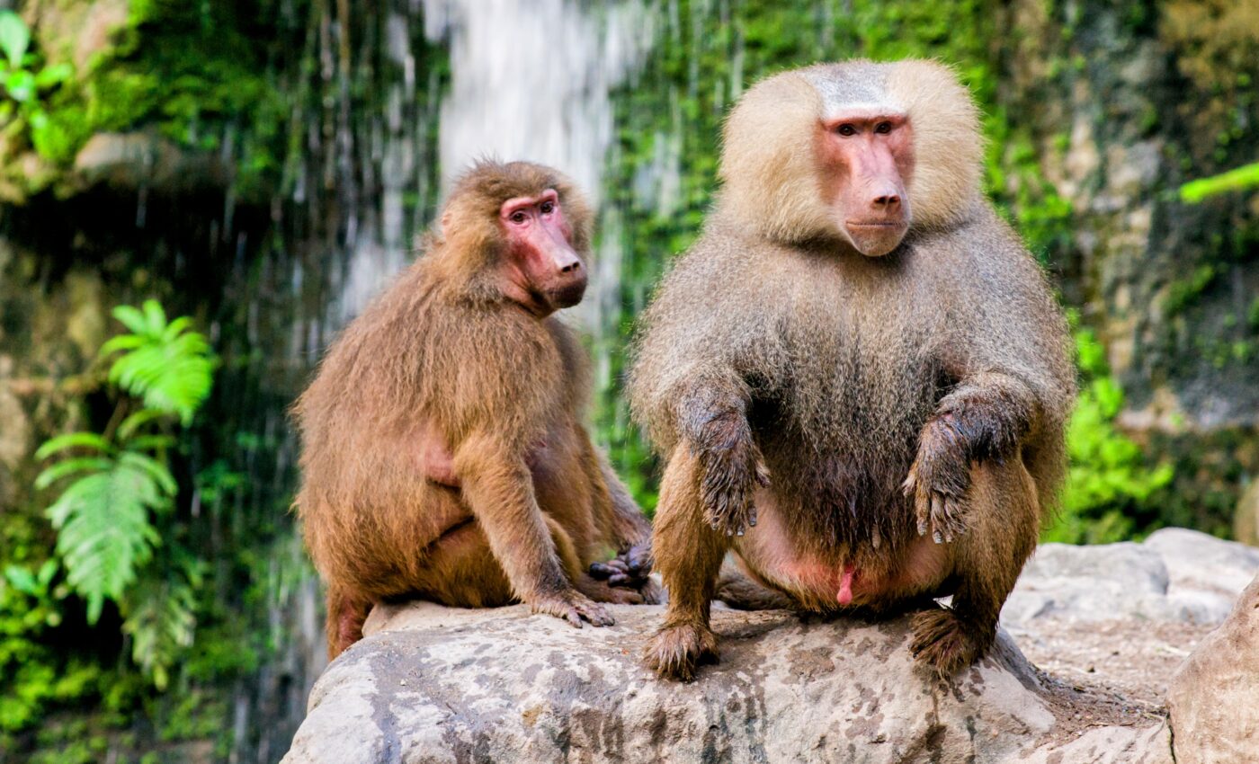 Male baboons invest more time in relationships with females