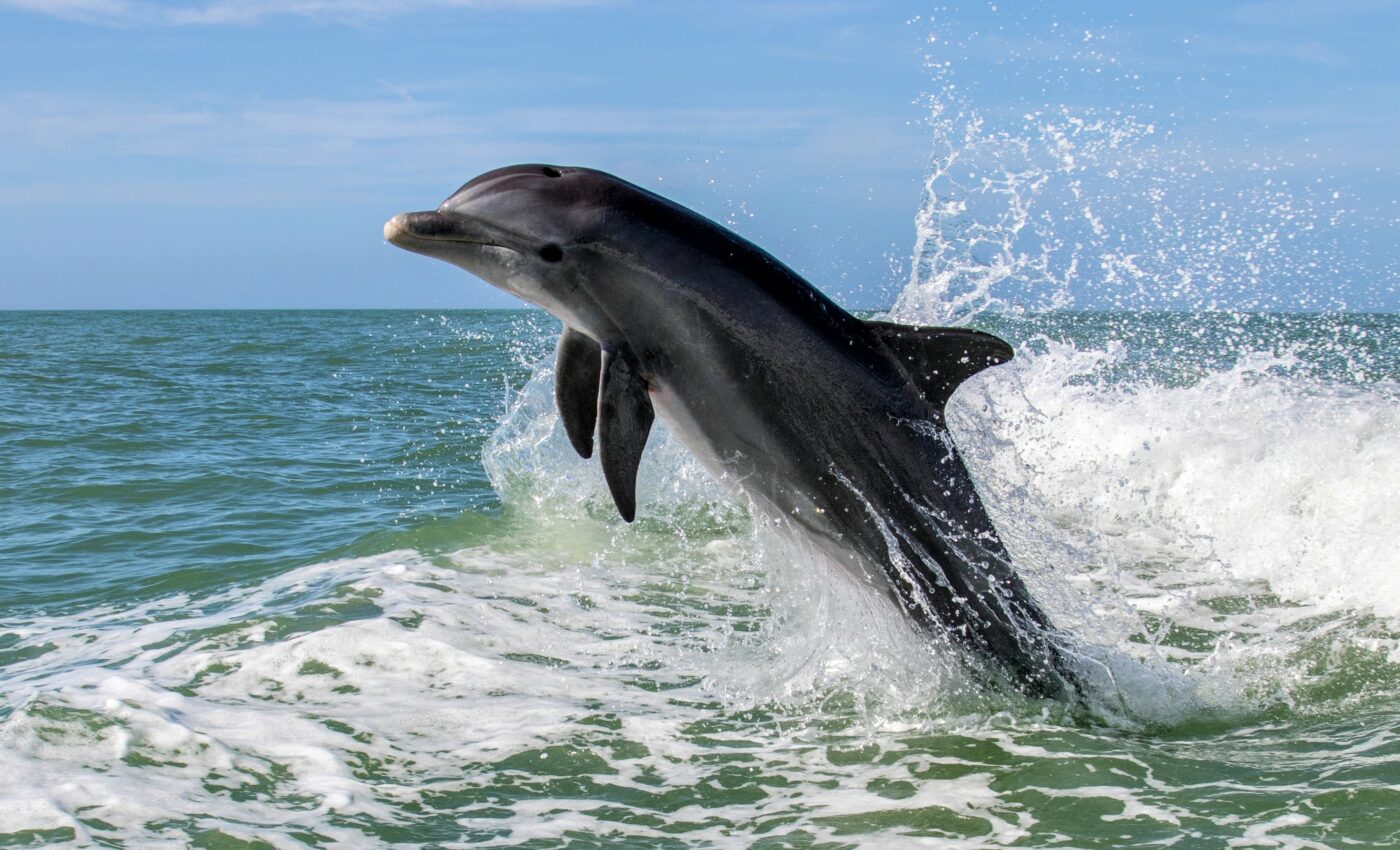 Dolphins have "accents" that vary by region