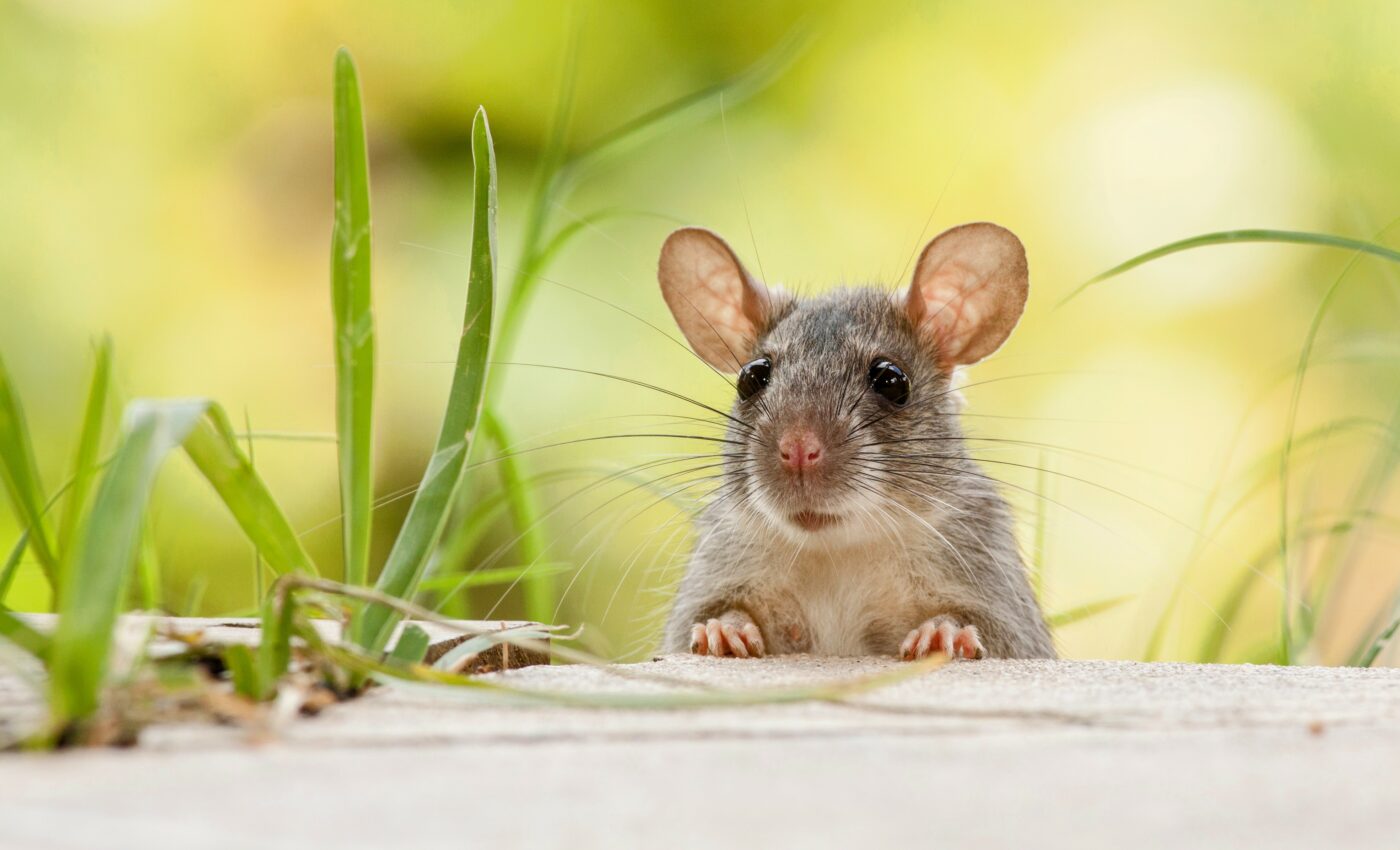 Mice make it a priority to find the best escape route