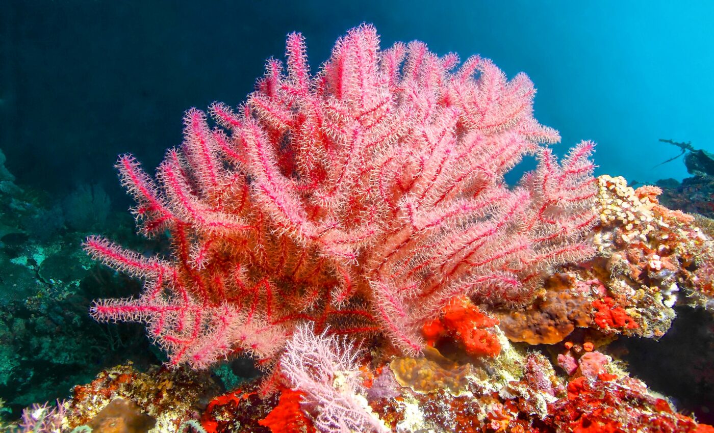 Pink sea fan corals are resilient to climate change