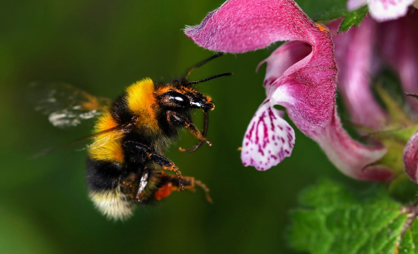 Environmental measures for saving bees cannot be compared