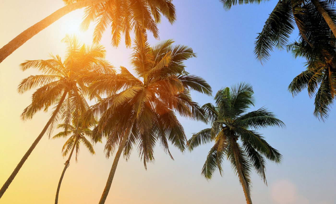 Hotter ancient Earth had palm trees at the poles