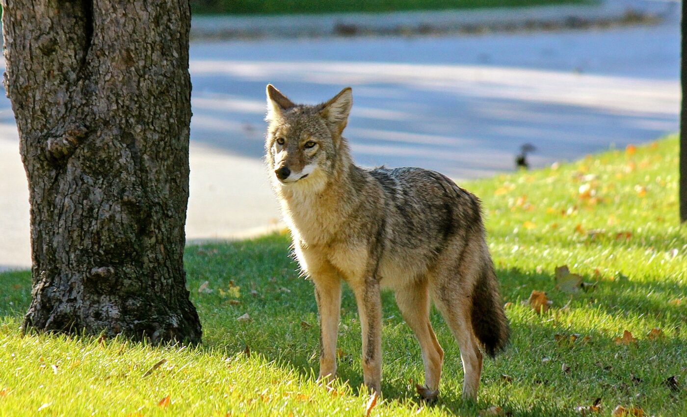 Humans pass on gut microbes to urban wildlife