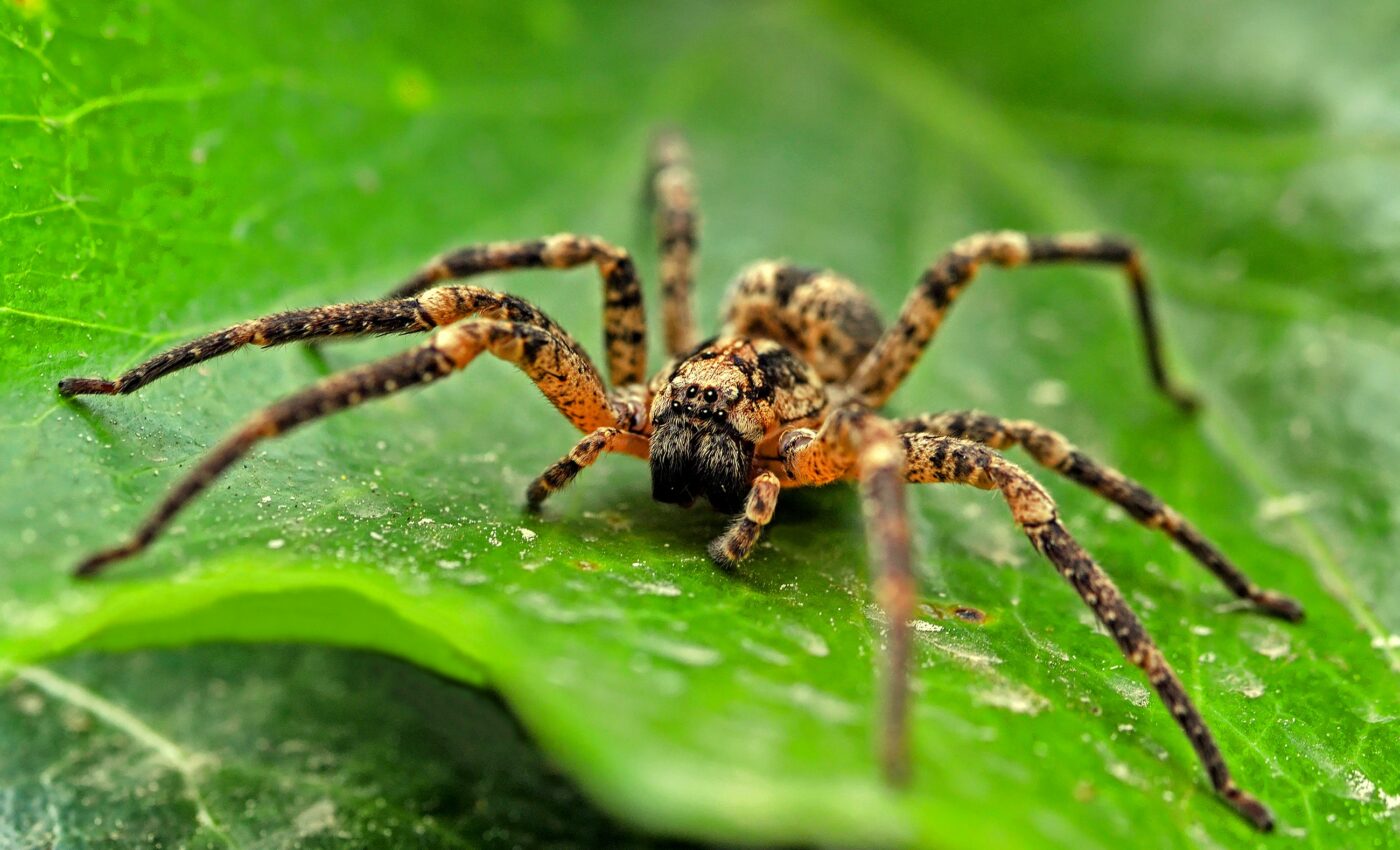 Male wolf spiders perform elaborate dances to woo females
