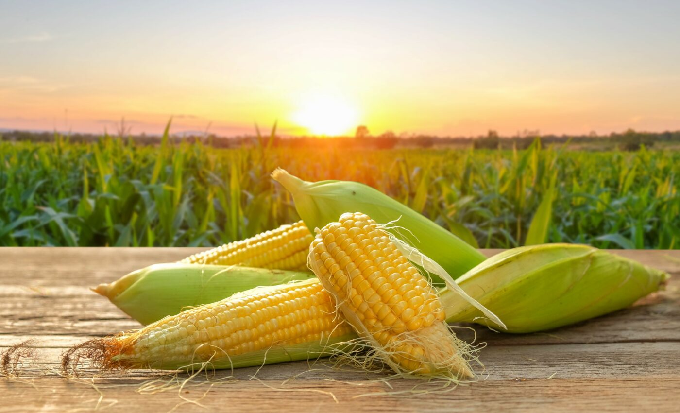 Reducing nitrogen oxide pollution could boost crop yields