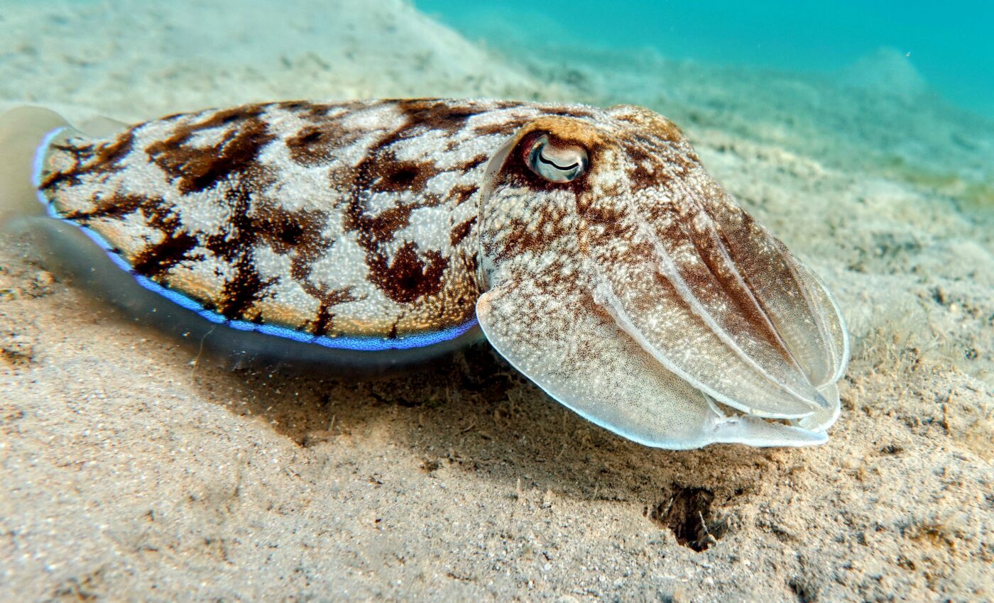 Cuttlefish camouflage: more than meets the eye