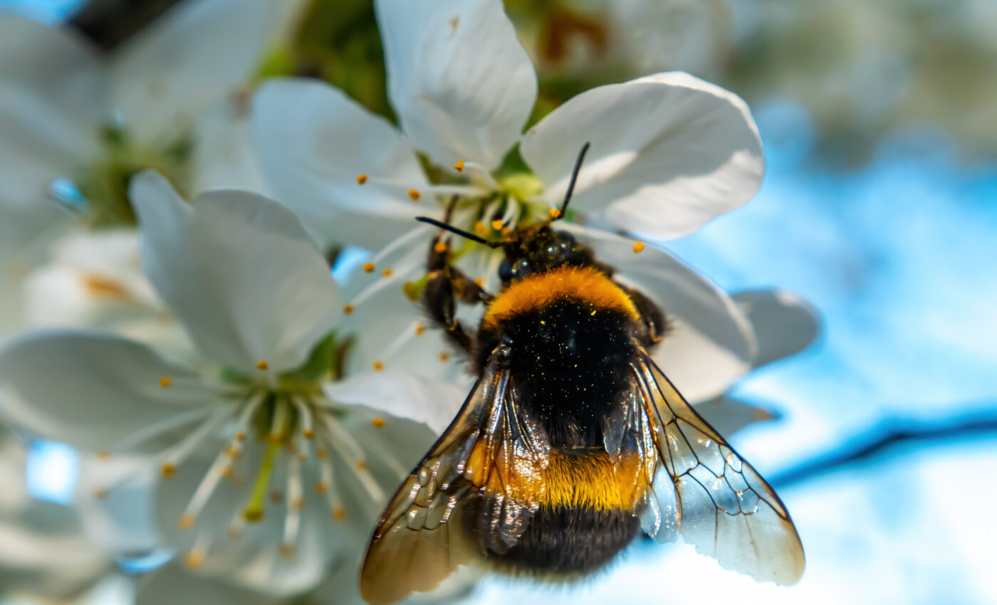 Glyphosate disrupts brood care in bumblebees