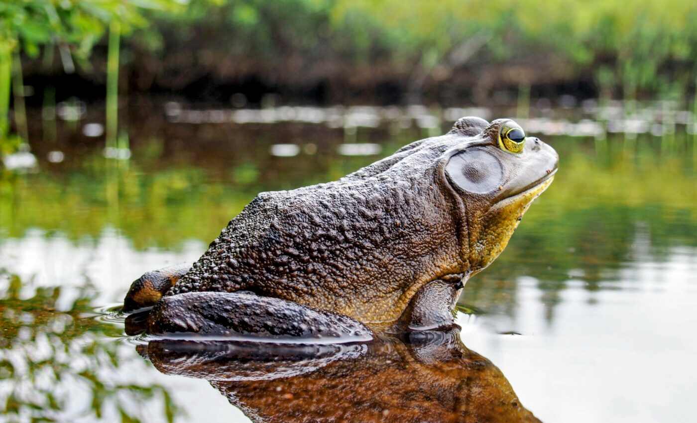 Managing invasive species can improve climate resilience