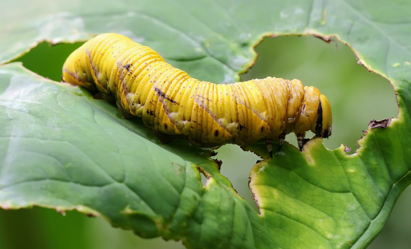 Tobacco hawkmoths are incredibly sensitive to important smells